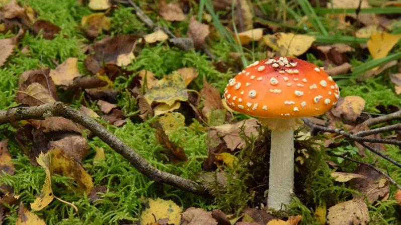 Wie man Pilze im Garten loswird: Ein umfassender Leitfaden für Europa
