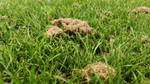 Grasschnittklumpen beheben