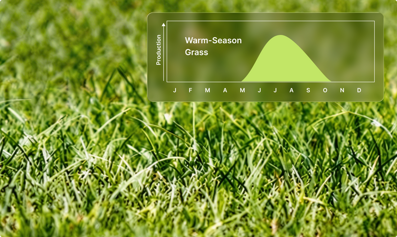 Rasenpflegekalender für Warmjahresgräser