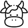 Kuh