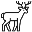 Hirsch